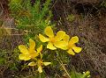 Mysore Hypericum